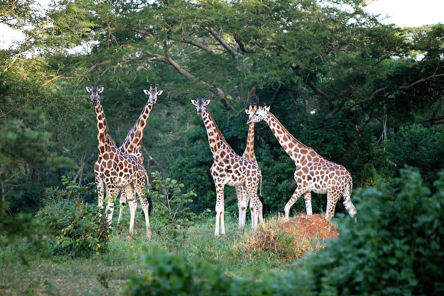 Rothschild Giraffes